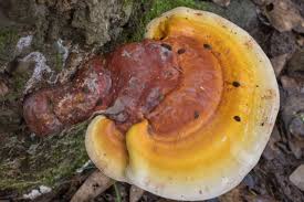 Image result for Ganoderma curtisii