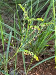Image result for Phyllanthus parvulus