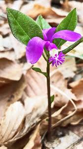 Image result for Polygala filicaulis