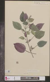 Image result for Strobilanthes hamiltoniana