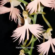 Image result for Habenaria mosambicensis