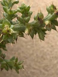 Image result for Salsola kali