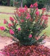 Dwarf Crepe Myrtle Bushes Bing Images Crepe Myrtle Bush Myrtle Tree Crepe Myrtle Trees