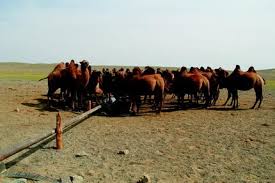 In 1997, the baif development research foundation hosted an international conference on ethnoveterinary medicine. Agriculture And Forestry Springerlink
