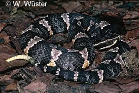 Image result for Agrostis taylorii