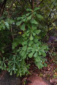 Image result for Chlorophytum zingiberastrum