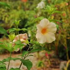 Image result for Allamanda