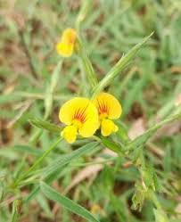 Image result for Zornia punctatissima