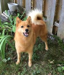 Top 10 Medium Dog Breeds Between 20 And 40 Pounds Dogvills Dog Breeds Medium Small Medium Dog Breeds Medium Sized Dogs Breeds