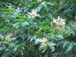 Image result for Ligustrum lucidum