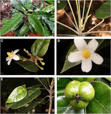 Image result for Paranecepsia alchorneifolia