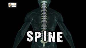 In the centre of your chest there is a strong bone called the sternum. Spine Or Vertebral Column Spine Bones Joints Human Spine Anatomy 3d Animation Elearnin Youtube