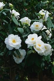 گروه طراحی منظر گیتی گل رامسر Camellia Flower Beautiful Flowers White Flowers