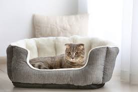 Most of these diy cat beds are a straightforward build requiring just 30 minutes or an hour at max! 19 Diy Cat Beds You Can Build Today With Pictures Excited Cats