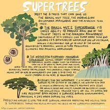 Our goal is to plant 1,000,000,000 trees to achieve the level needed to make a global impact on climate change. Meet The 3 Trees That Can Save Us From Climate Catastrophe The Brazil Nut Tree The Indonesian Rhizophora Mangrove And The Africa Mangrove Climates Brazil Nuts