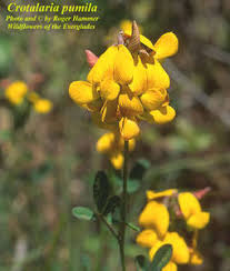 Image result for Crotalaria parvula