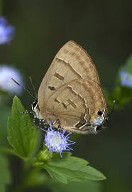 Black And White Striped Butterfly With Red Dots 