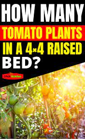 How Many Tomato Plants In A 4x4 Raised Bed Tomato Plants Raised Vegetable Gardens Tips For Growing Tomatoes