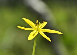 Image result for Hypoxidaceae