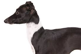 Maybe you would like to learn more about one of these? Italian Greyhound Dog Breed Information