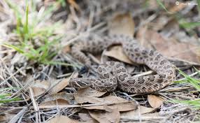 Appears to be a juvenile and in shed. Are Baby Rattlesnakes Really More Dangerous Than Adults Wild Snakes Education And Discussion