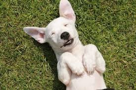 Search, discover and share your favorite smiling dog gifs. How To Teach Your Dog To Smile Training Tips Tuesday Trudog