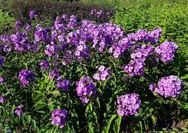 We did not find results for: Das Grune Archiv Phlox Flammenblume Pflanzen Pflege Arten