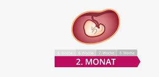 Frühtests mit wochenbestimmung, die also die schwangerschaftswoche anzeigen, mit vorsicht zu genießen. 2 Schwangerschaftsmonat Mutter Bauch Baby Im 2 Monat