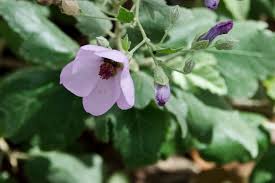 Image result for Cienfuegosia digitata