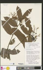 Image result for Dactyladenia