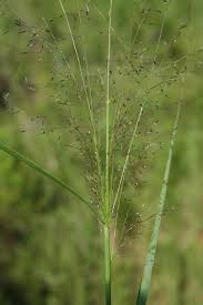 Image result for Eragrostis