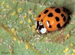 How to identify japanese beetles. Ladybug Multicolored Asian Lady Beetle Horticulture And Home Pest News