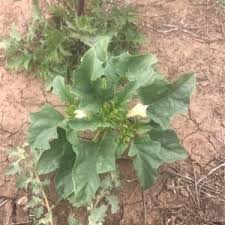 Image result for Datura ferox