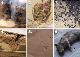 How do you know if you have rats. 10 Tips To Keep Rats Out Of Bin Stores