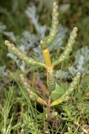 Image result for Sarcocornia decumbens