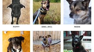 Maybe you would like to learn more about one of these? Volunteers Bring Rescue Dogs From Countries With Overpopulation Issues To Canada Ctv News