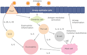 The recommended treatments are guidelines only. Asthma Diagnosis And Treatment European Medical Journal