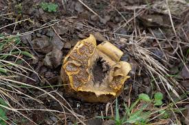 Image result for Scleroderma sp.