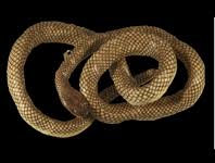 Valdos hotel (17 m), hotel melia grand (91 metro), fajar roon. The Taxonomic History Of Indo Papuan Groundsnakes Genus Stegonotus Dumeril Et Al 1854 Colubridae With Some Taxonomic Revisions And The Designation Of A Neotype For S Parvus Meyer 1874 Zootaxa