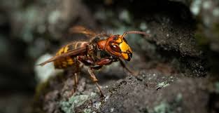 There are several varieties including the black widow, brown. How To Get Rid Of Hornets In Lawrence Ks Schendel Blog