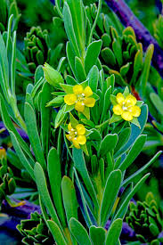 Image result for Suriana maritima