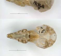 Image result for Helichrysum whyteanum