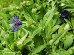 Image result for Centaurea praecox