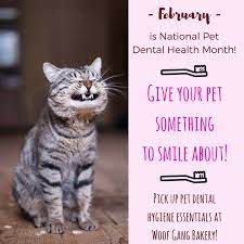 Hilton Head Has All Your Dental Needs Covered Pet Dental Health Month Pet Dental Health Dental Health
