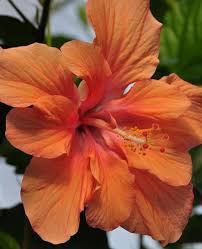 We did not find results for: Three Dogs In A Garden Hibiscus Hibiscus Plant Hibiscus Flowers