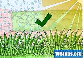 Cara membasmi rumput liar dengan garam. 3 Cara Menanam Rumput Bermuda Tips 2021