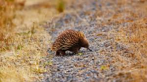 Echidna Hd Wallpapers 7wallpapers Net Apple ios 14 carplay wallpapers. echidna hd wallpapers 7wallpapers net