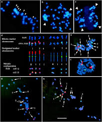 Civil and commercial litigation, corporate law. Evolutionary Implications Of Permanent Odd Polyploidy In The Stable Sexual Pentaploid Of Rosa C Anina L Heredity