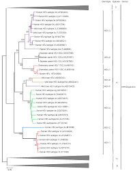 I try to pull it out but i just push it in deeper with my fingers. Ijms Free Full Text Hepatitis E Virus Genotypes And Evolution Emergence Of Camel Hepatitis E Variants