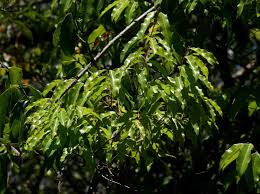 Image result for Landolphia owariensis